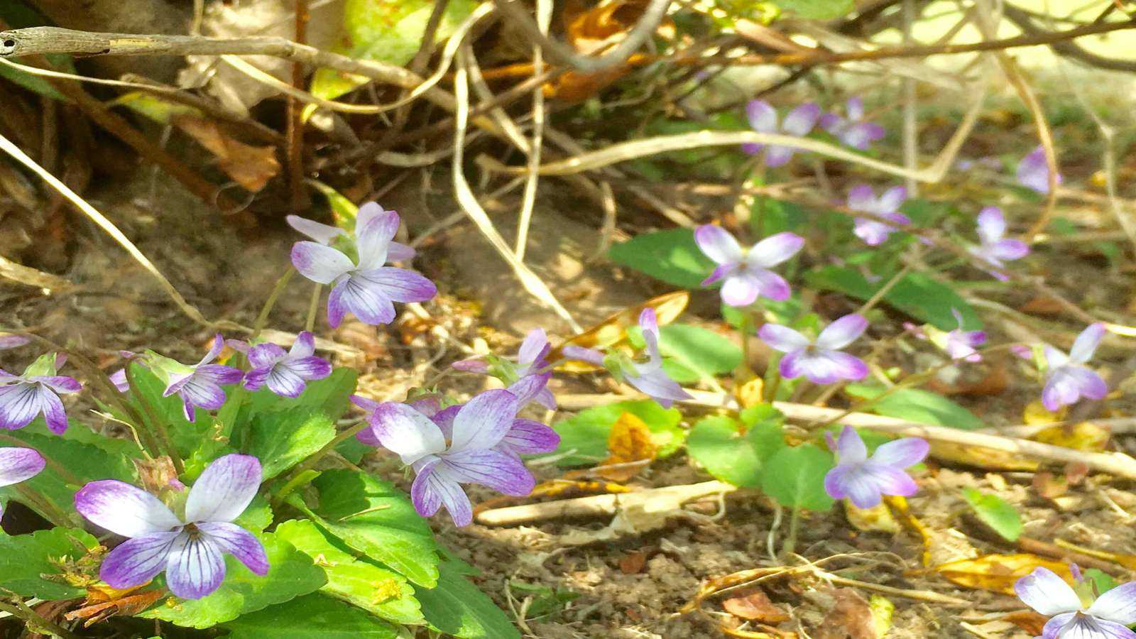 日光・鬼怒川温泉にあった格安宿の花見